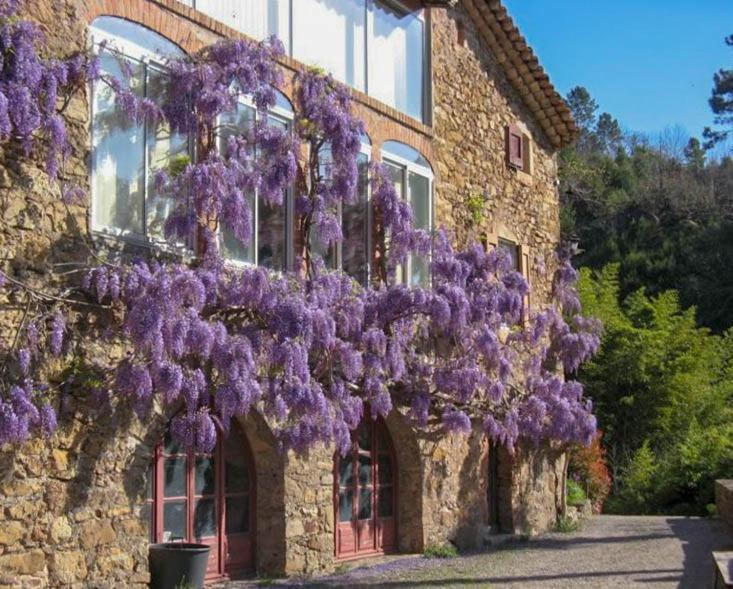 Chambre D'Hote Mas D'Alzon A St Jean Du Pin La Barriere Ngoại thất bức ảnh